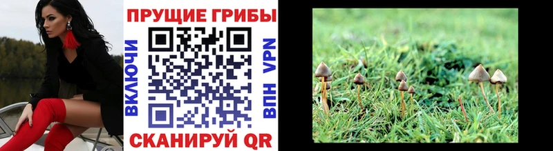 Купить закладки  Цивильск  Галлюциногенные грибы MAGIC MUSHROOMS 